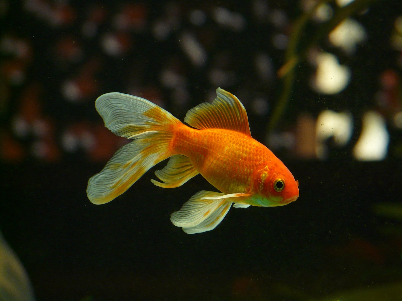 ¿Estás listo para tener peces de mascota?