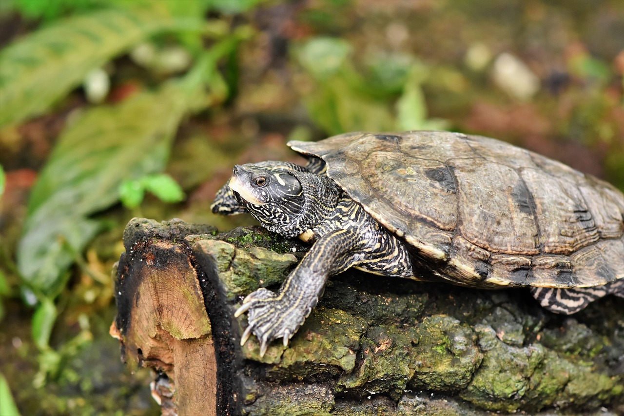 Tips para cuidar a tu tortuga en invierno