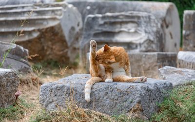 Todo sobre arena para gatos