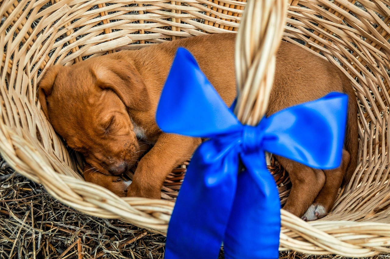 Guía para dar la bienvenida a una mascota