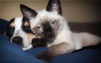 Mascota influencer del mes: Calvin, Max, Newt y Flora