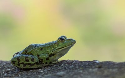 Hablemos de ranas de mascota