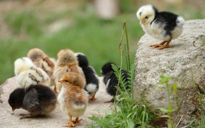 Datos curiosos de pollos como mascota