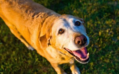 Caminar y demencia en perros