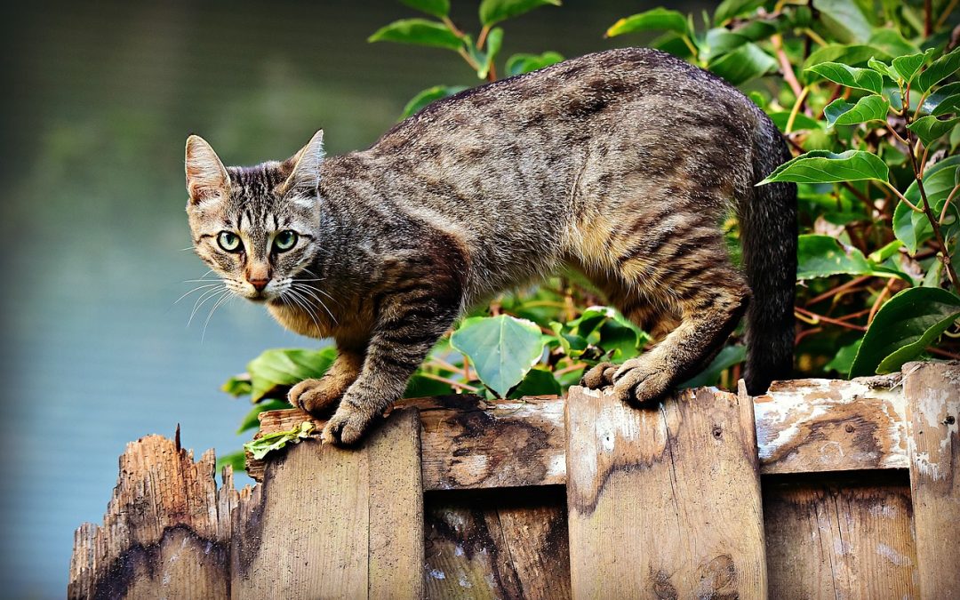 Conociendo a tu gato ansioso