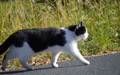 Ruedas de ejercicio para gato