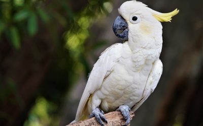 Mascota del mes: Sampson la cacatúa blanca