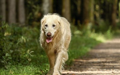 Ayuda en movilidad para perros mayores