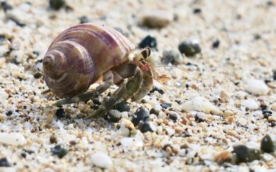 Cangrejos, invertebrados y limpieza en el tanque