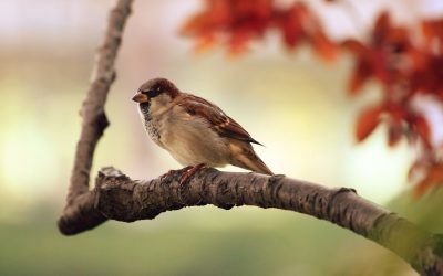 Tips para alimentar pájaros en el jardín