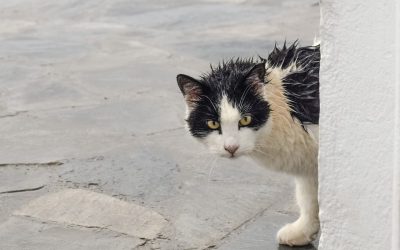 Tips para bañar a tu michi