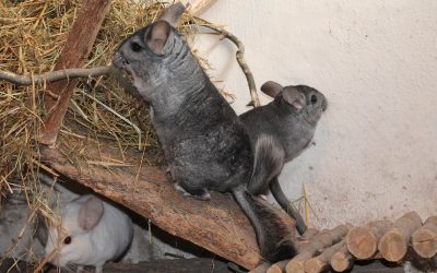 Limpieza con roedores y otros pequeños peludos