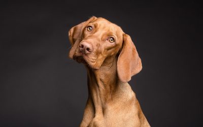 Lenguaje corporal de perros para principiantes