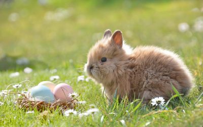 La historia de los conejos y la primavera