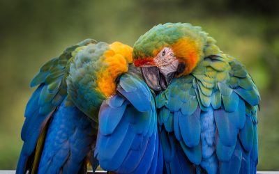 Cuida las plumas de tus aves