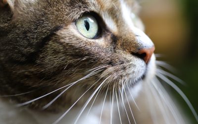 ¿Qué es el agotamiento facial felino?