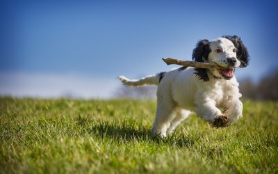 Carnazas para perros, ¿buenas o malas?