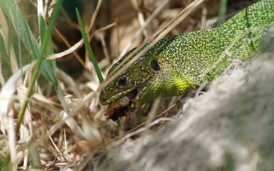 Datos curiosos de la dieta de insectos